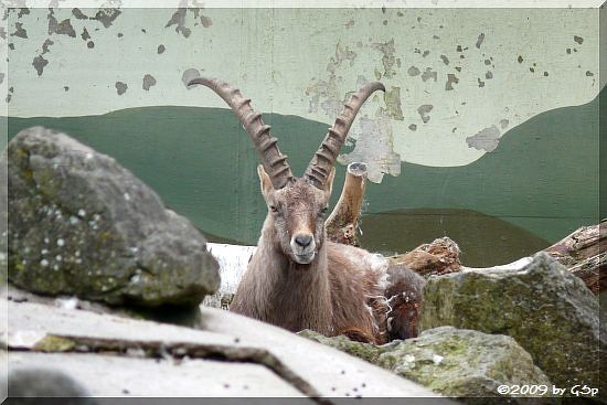 Alpensteinbock