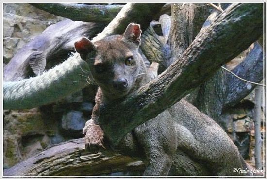 Fossa