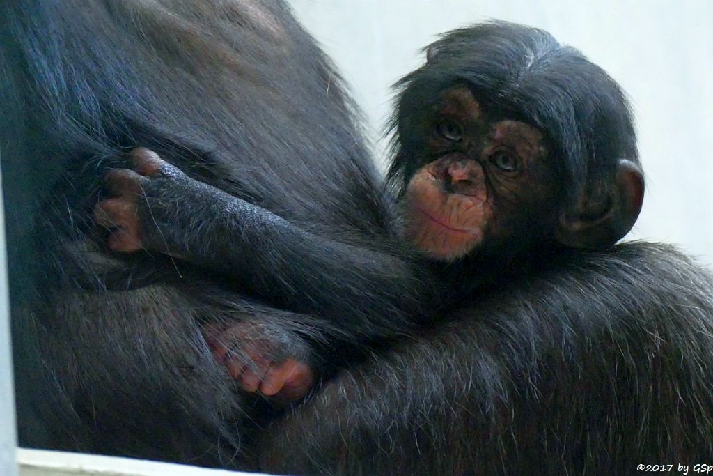 Westafrikanischer Schimpanse KITOKO mit Sohn OBAYE, geb. am 27.9.17