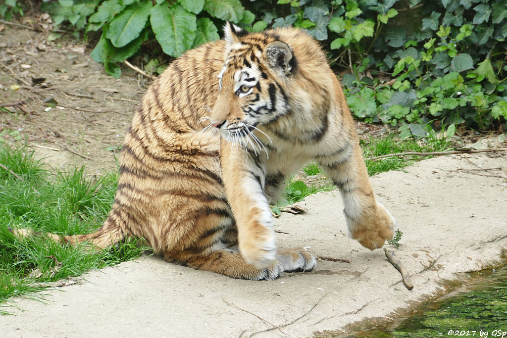 Amurtiger (Sibirischer Tiger, Mandschu-Tiger)