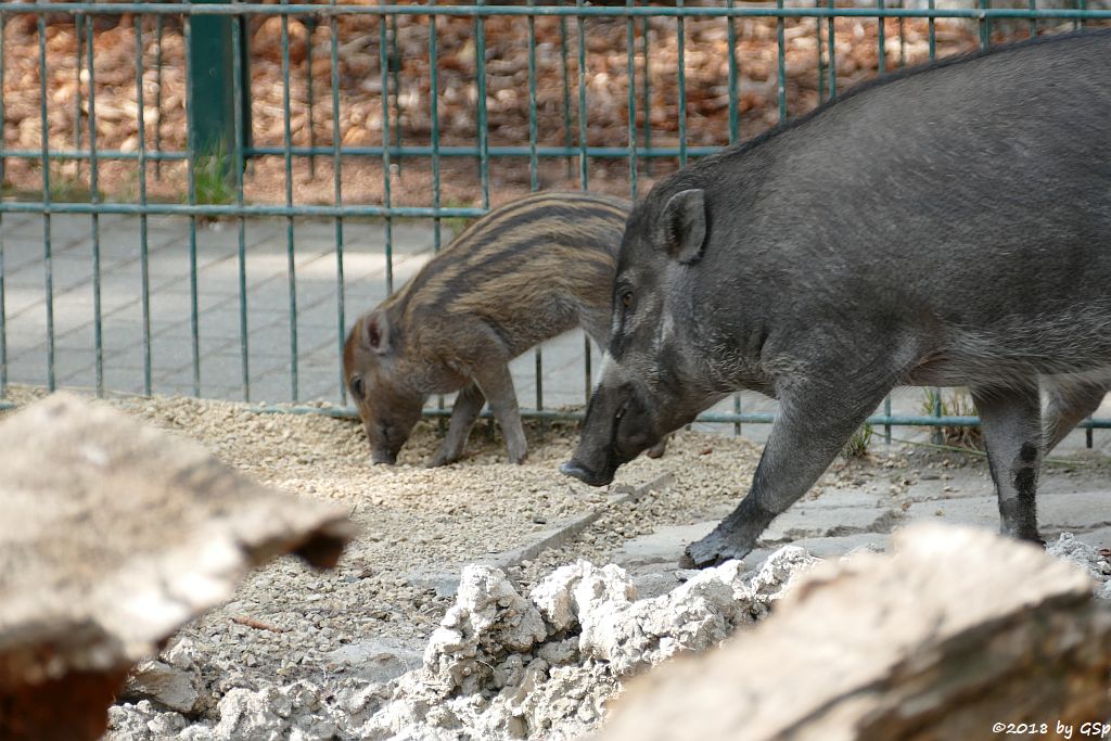 Negros-Pustelschwein (Visayas-Pustelschwein, Visayas Mähnenschwein), Jungtier geb. 17.7.18