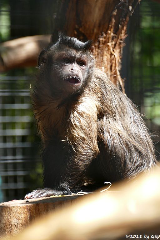 Haubenkapuzineraffe (Gehaubter Kapuziner, Apella)