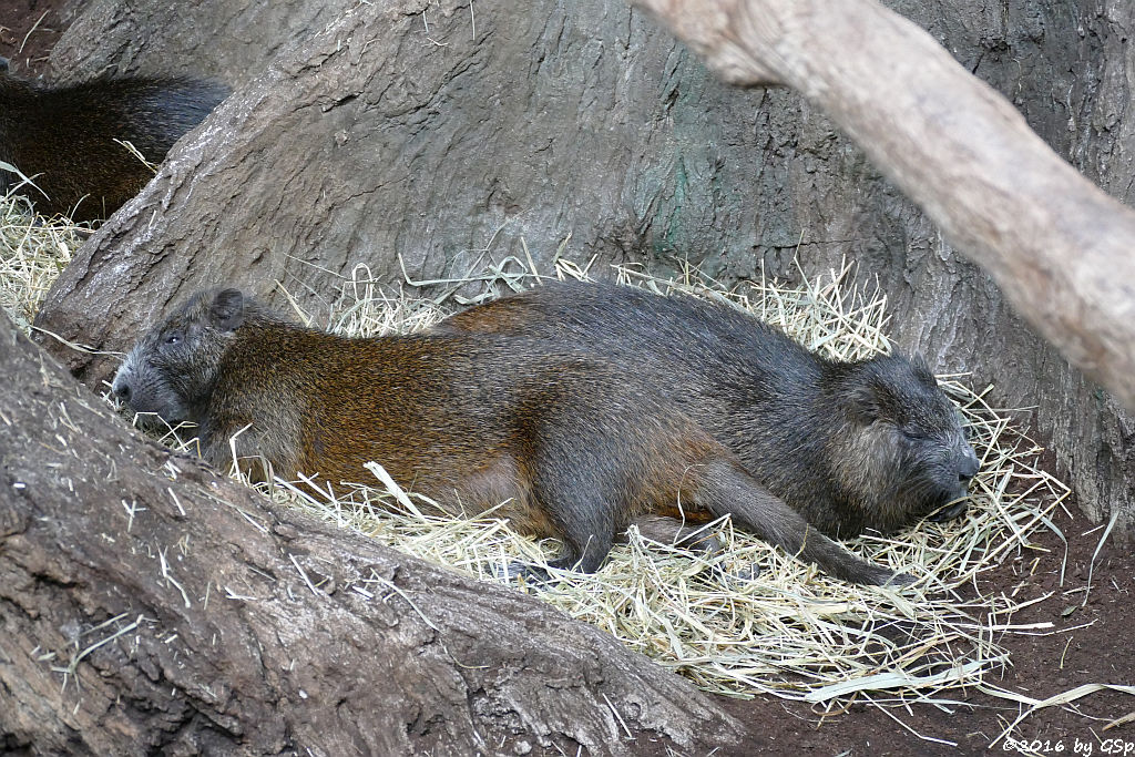 Kuba-Baumratte (Kuba-Ferkelratte, Hutiaconga)