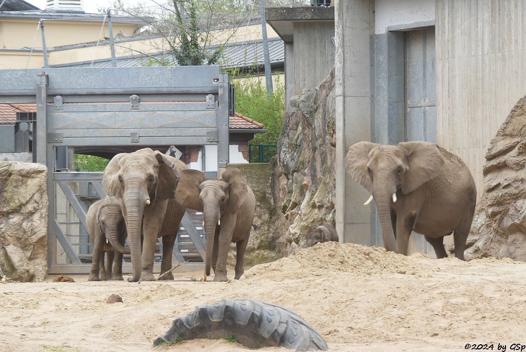 Elefanten Zoo Halle: ELANI, PORI, TAMIKA, TANA