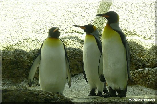 Königspinguin