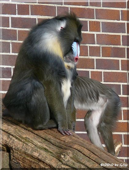 Mandrill