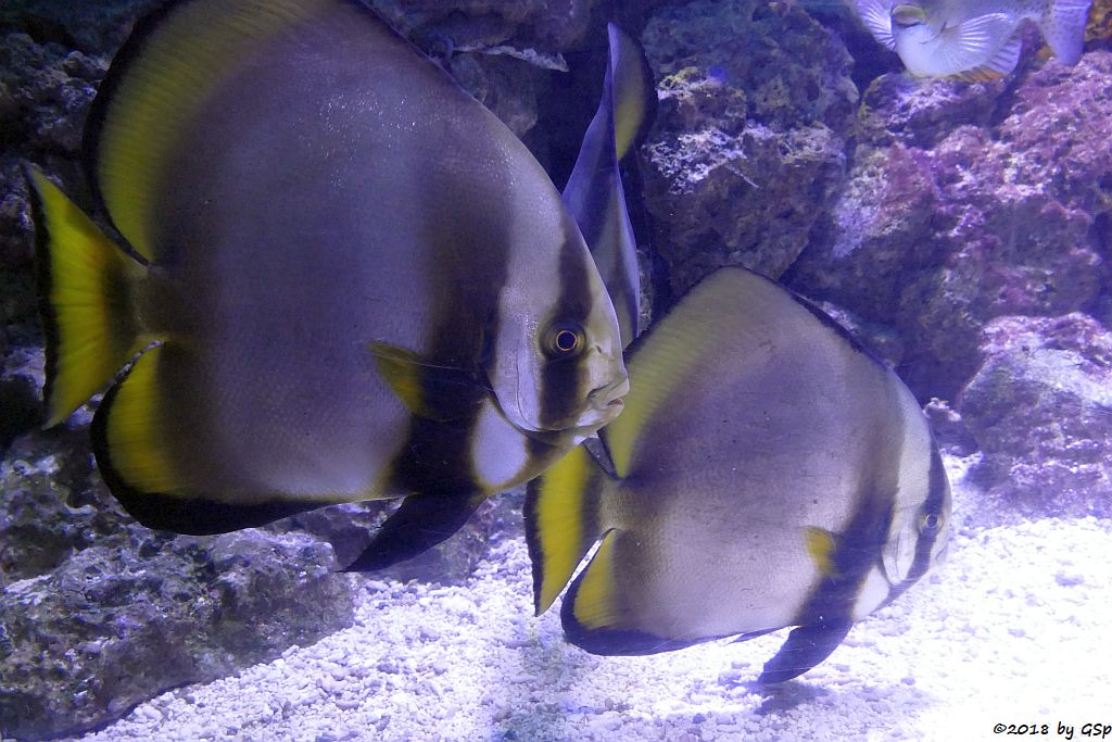 Rundkopf-Fledermausfisch (Gelbflossen-Fledermausfisch, Gewöhnlicher Fledermausfisch)