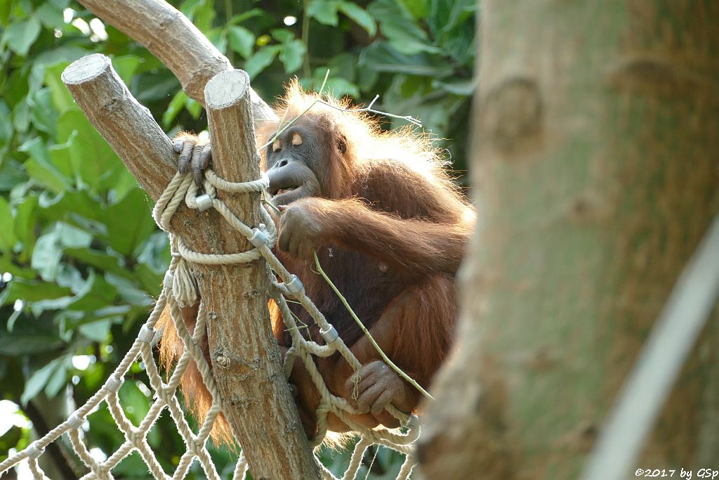 Sumatra-Orang-Utan