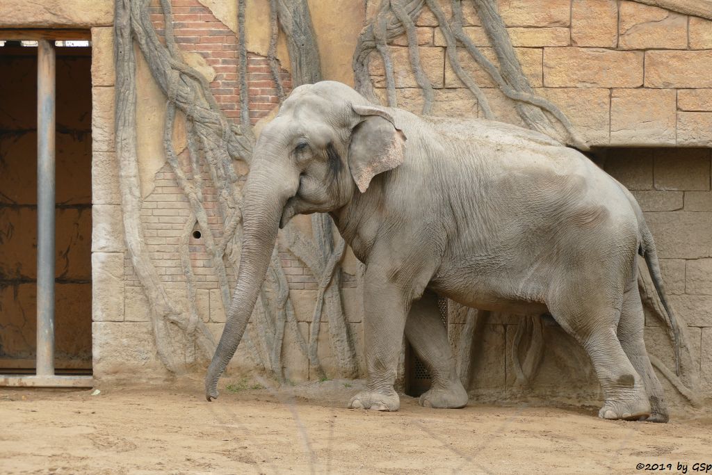 Indischer Elefant