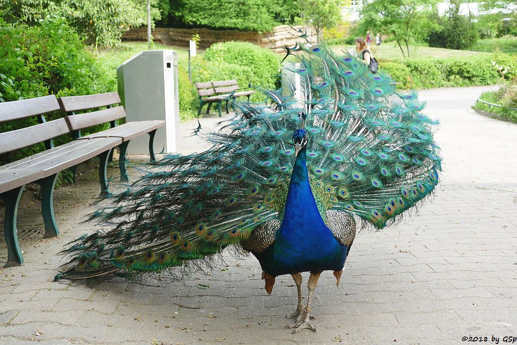 Blauer Pfau