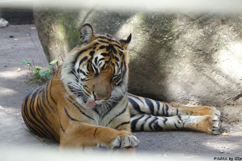 Sumatratiger