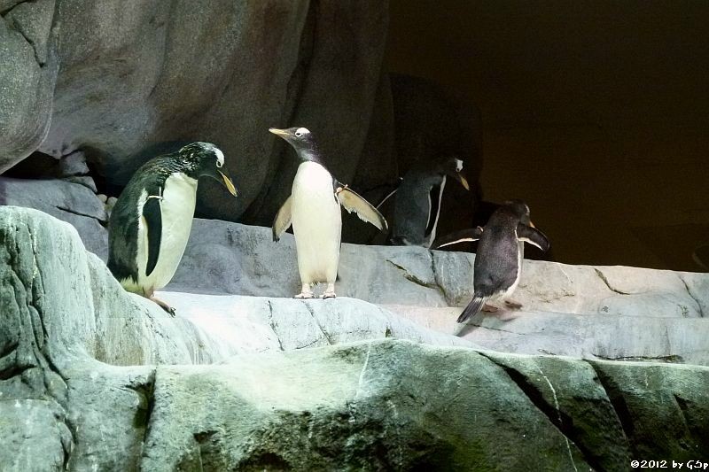 Eselspinguin