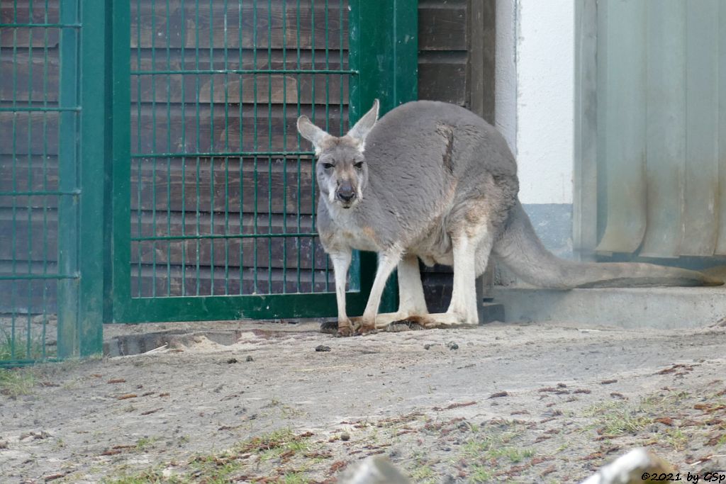 Rotes Riesenkänguru