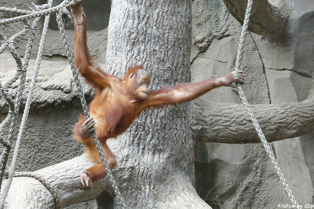 Sumatra-Orang-Utan