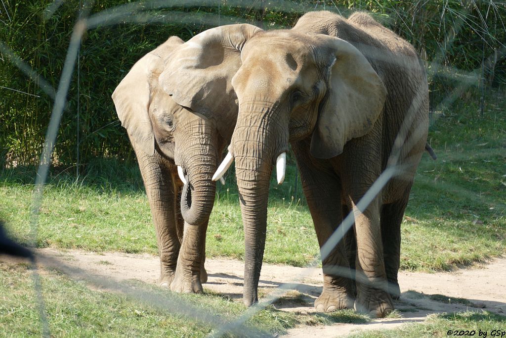 KARIBA, LILAK