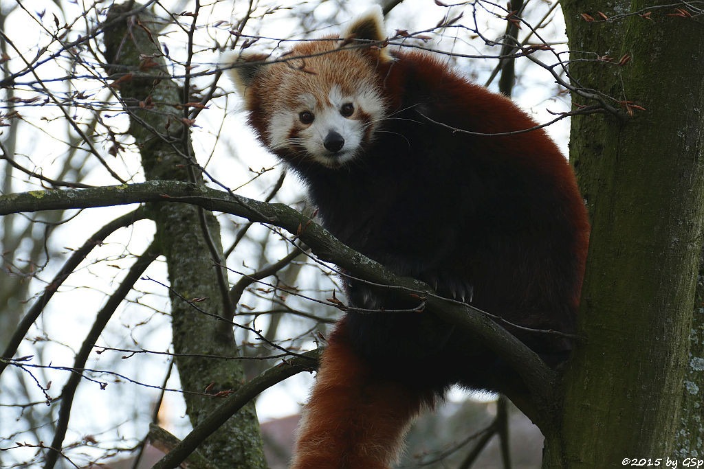 Kleiner Panda