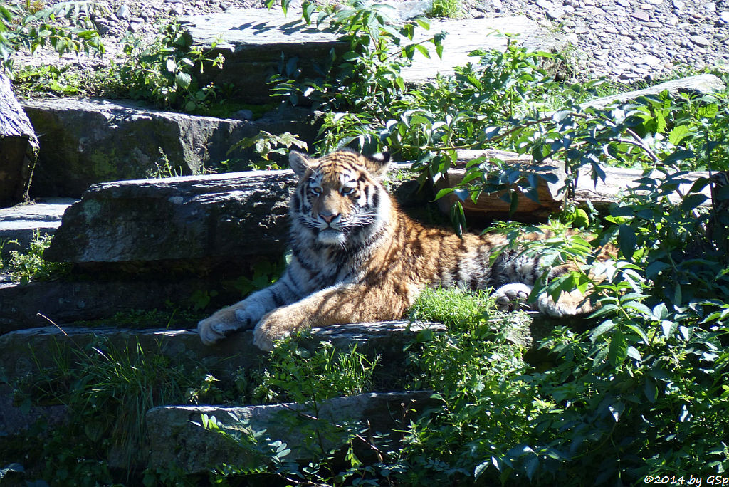 Sibirische Tigerin, geb. am 10.08.13