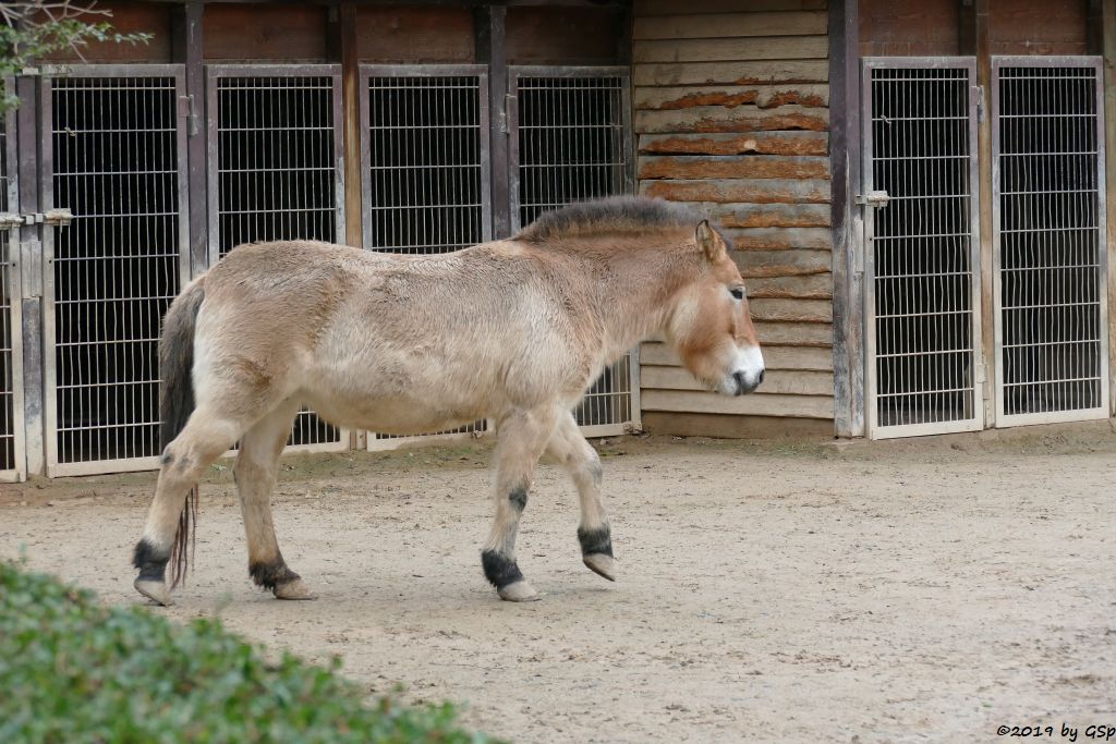 Przewalskipferd (Przewalski-Urwildpferd, Asiatische Wildpferd)