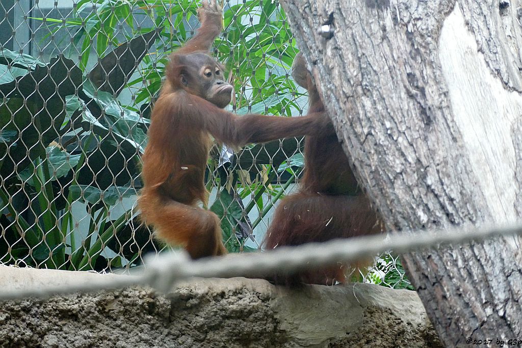 Sumatra-Orang-Utan SAYANG mit Mama ROSA