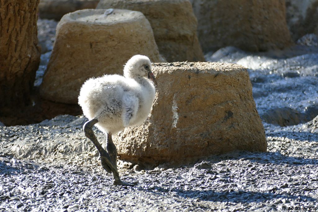 Chileflamingo (Chilenischer Flamingo)