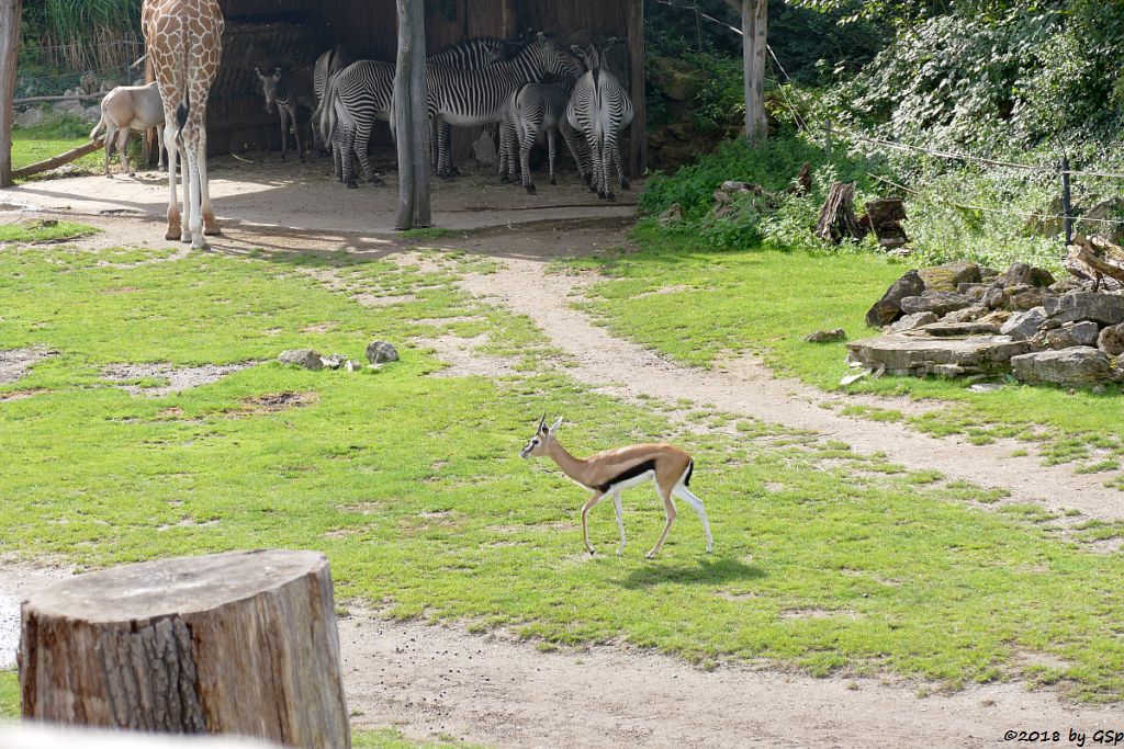 Säbelantilope, Rothschildgiraffe (Uganda-Giraffe, Baringo-Giraffe), Grévy-Zebra, Thomsongazelle