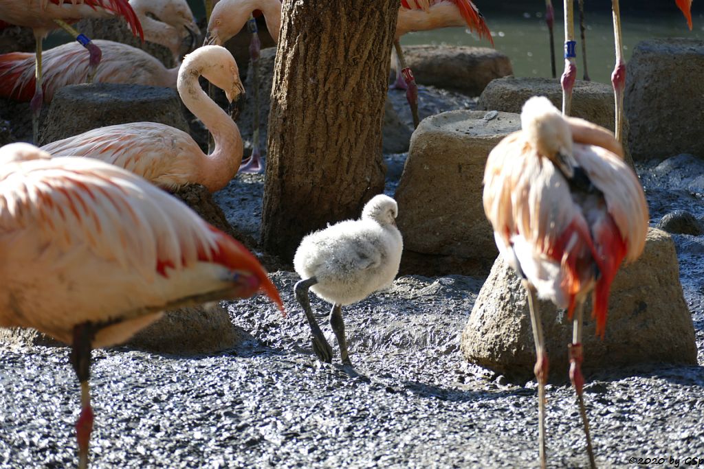 Chileflamingo (Chilenischer Flamingo)