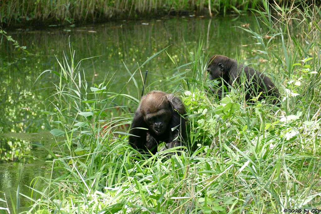 Westlicher Flachlandgorilla