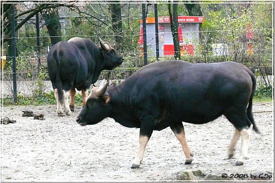  Gaur