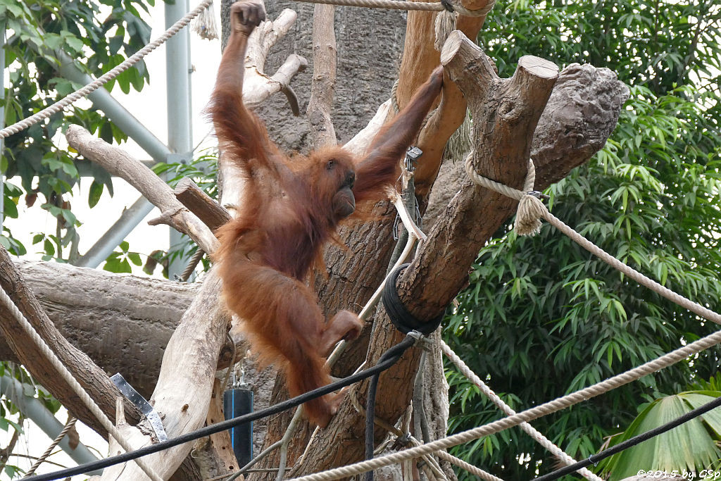 Sumatra-Orang-Utan