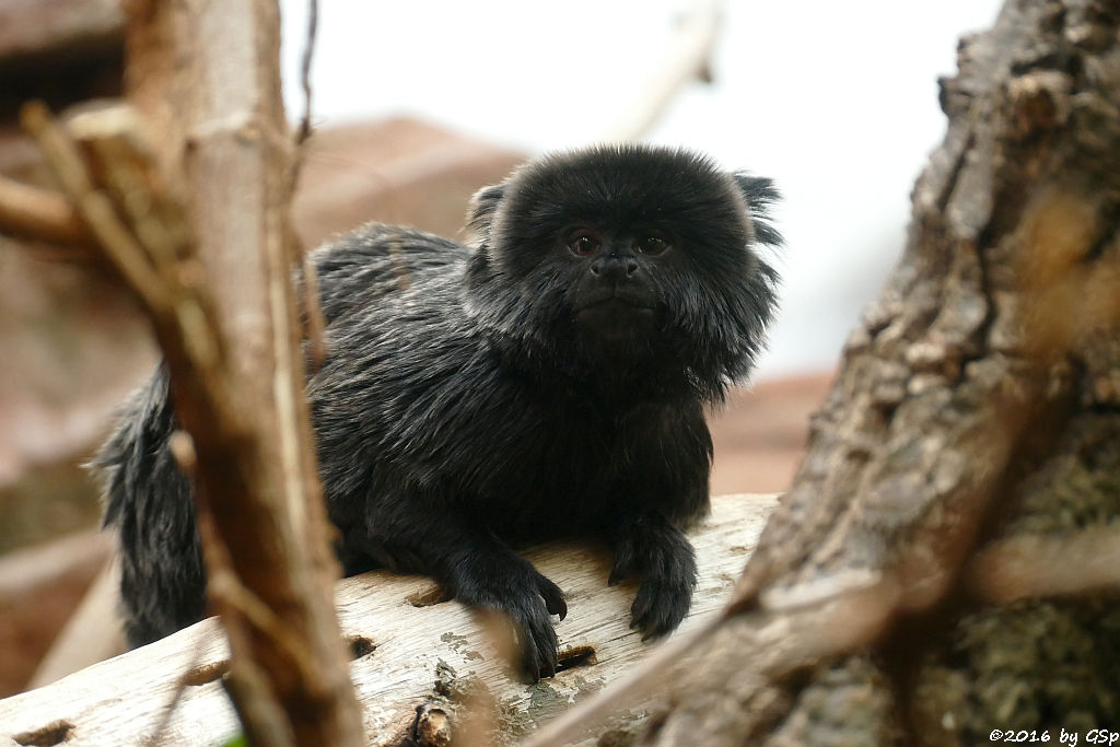 Springtamarin