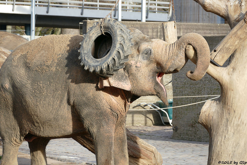 Asiatischer Elefant SHANTI