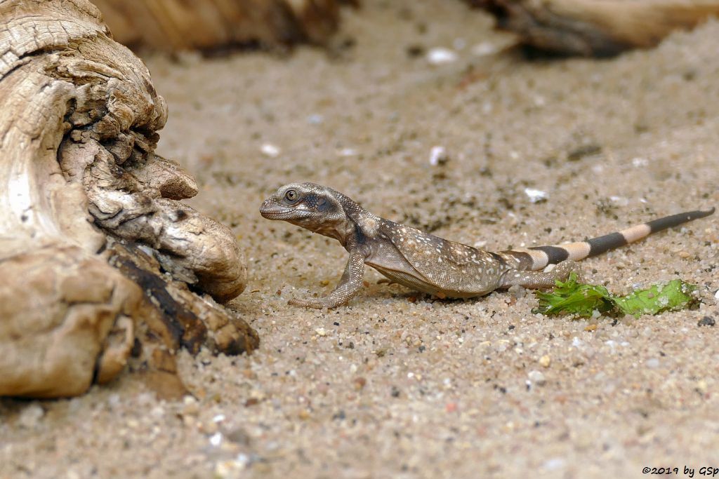 Chuckwalla