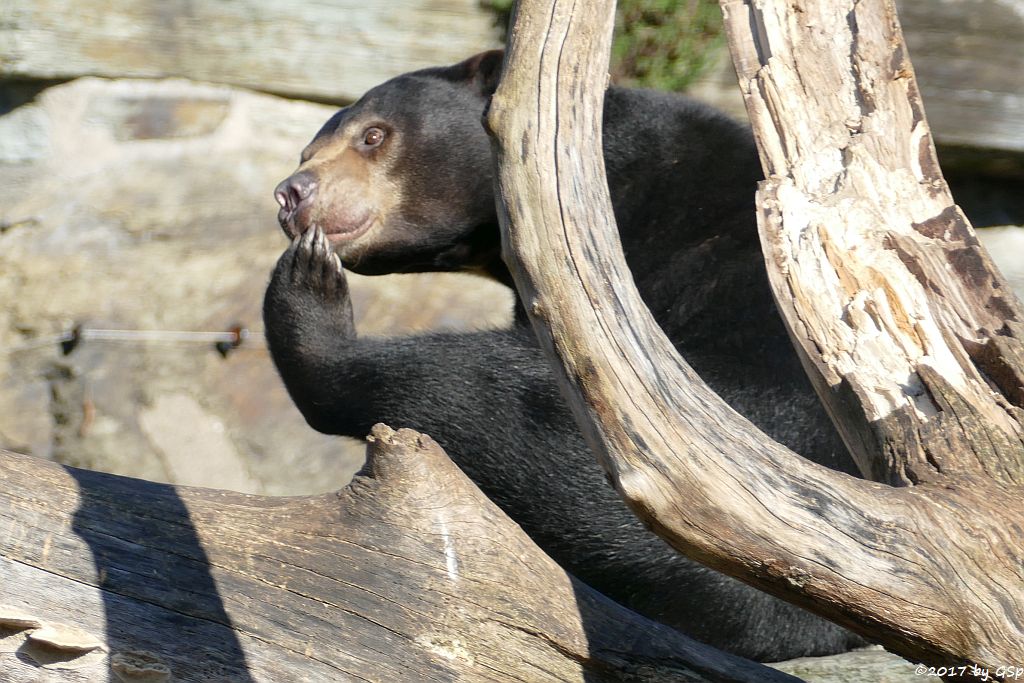 Malaienbär