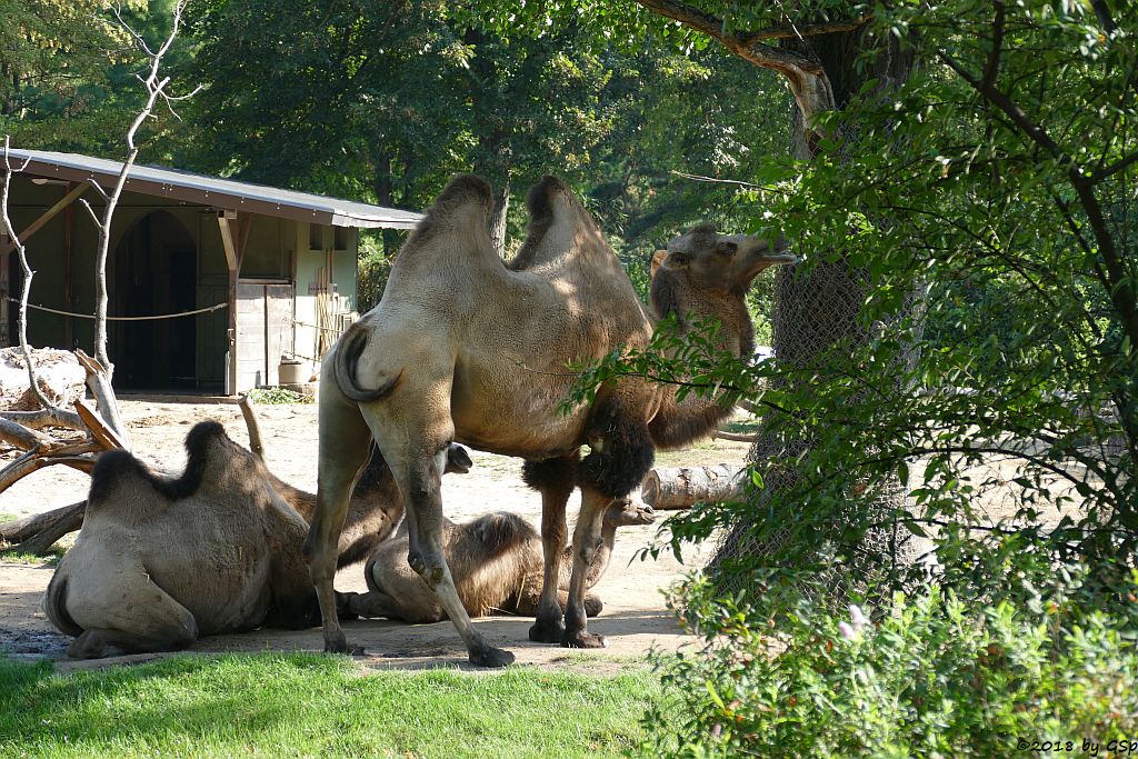 Trampeltier (Zweihöckriges Kamel), Jungtier geb. am 10.4.18 (18 Wo)