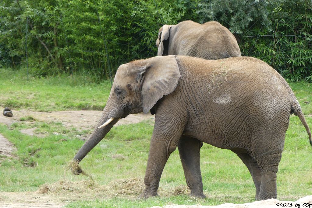 KARIBA, LILAK