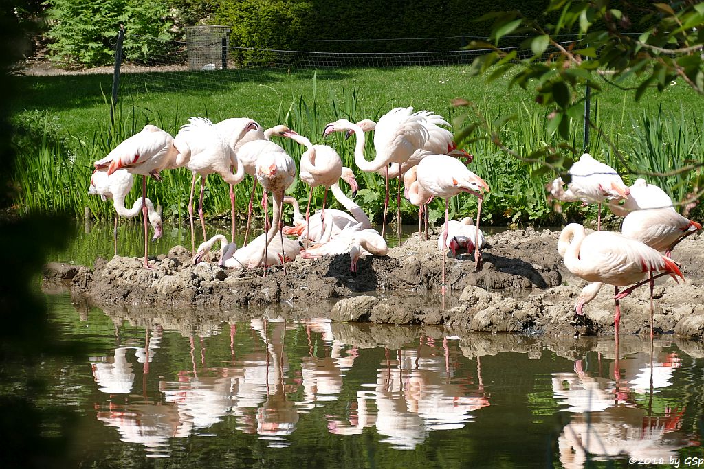 Rosaflamingo (Europäischer Flamingo)