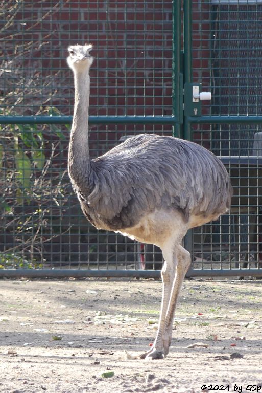 Darwinnandu (Kleiner Nandu, Darwinstrauß)