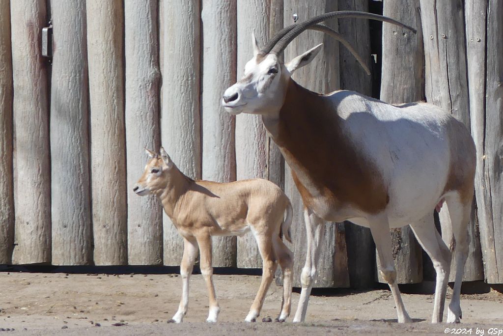 Säbelantilope
