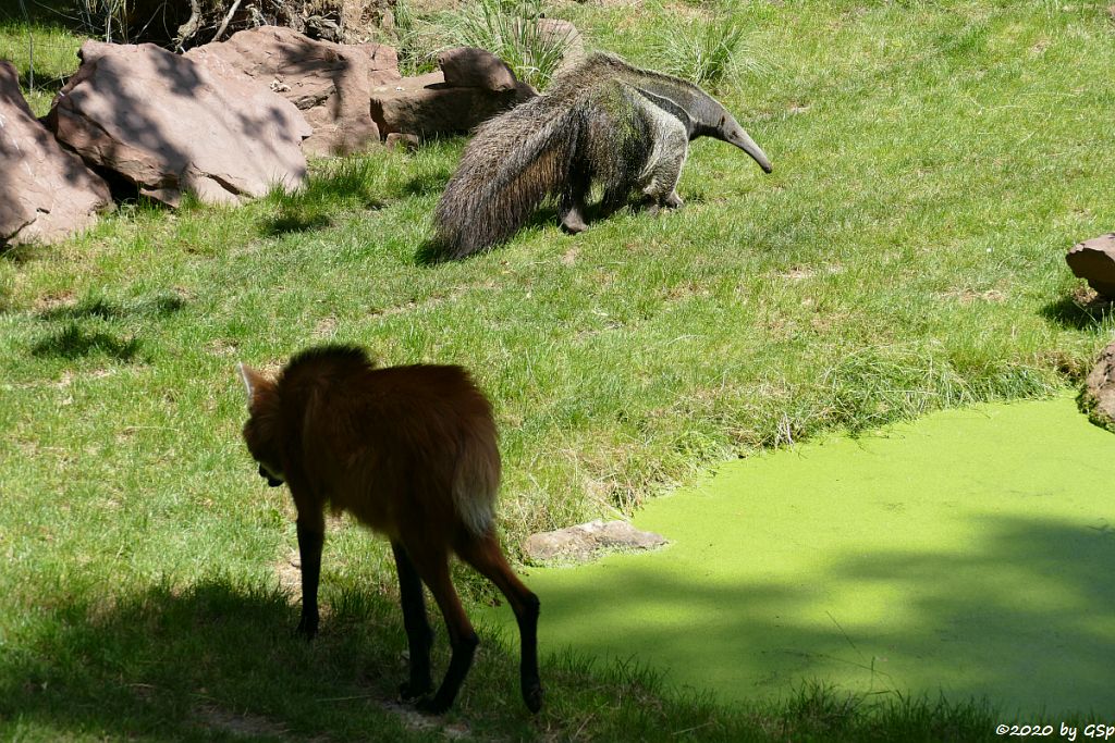 Mähnenwolf, Großer Ameisenbär