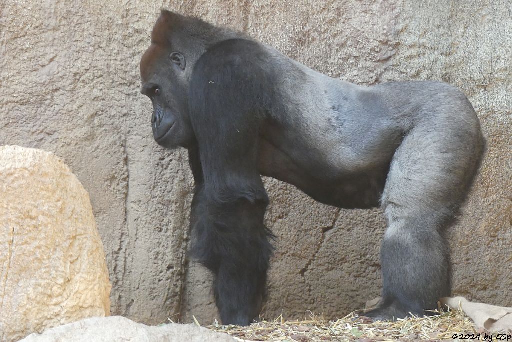 Westlicher Flachlandgorilla