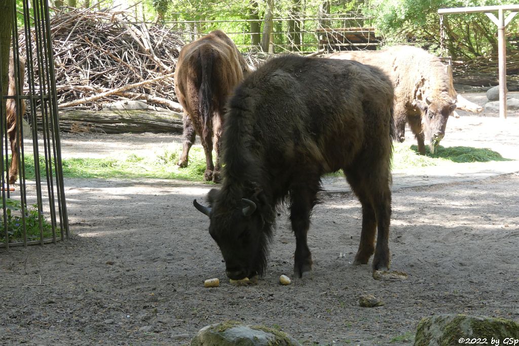 Wisent