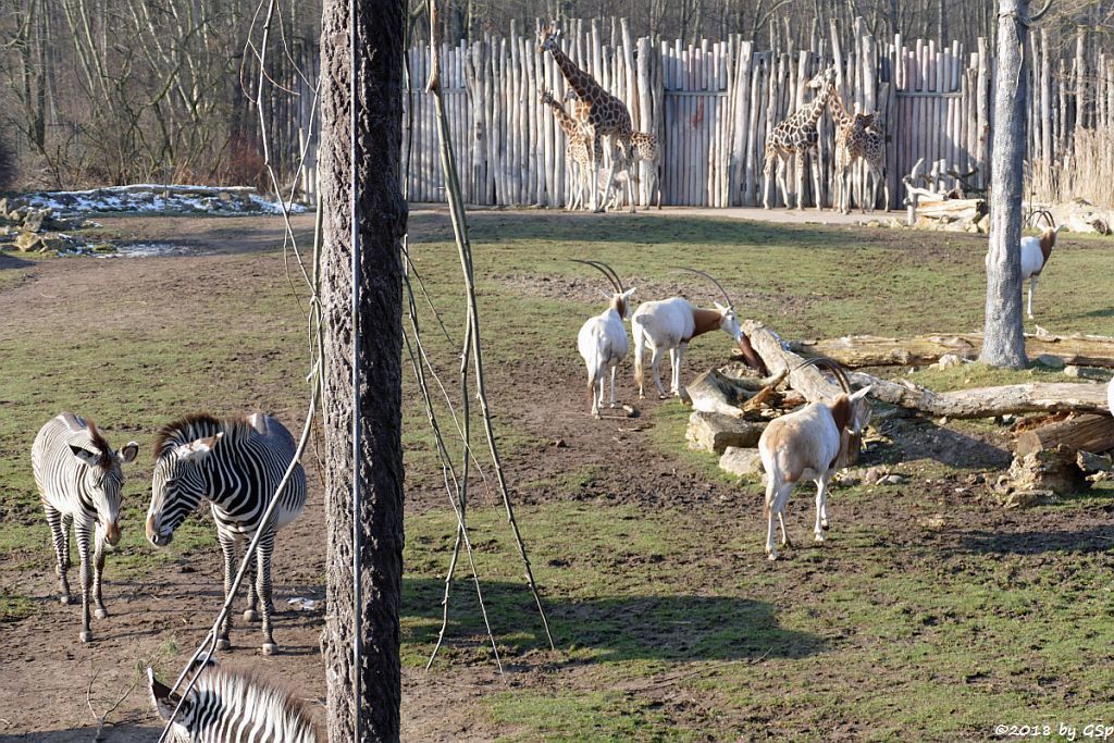 Grévy-Zebra, Säbelantilope, Rothschildgiraffe (Uganda-Giraffe, Baringo-Giraffe),