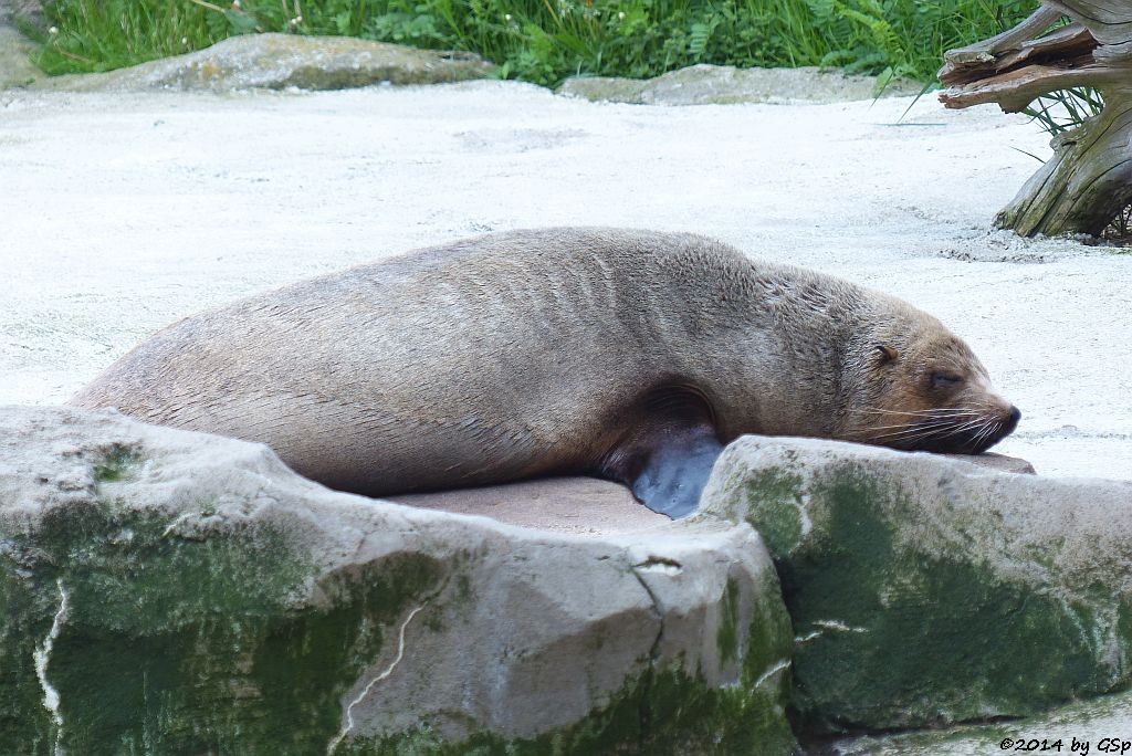 Südafrikanischer Seebär