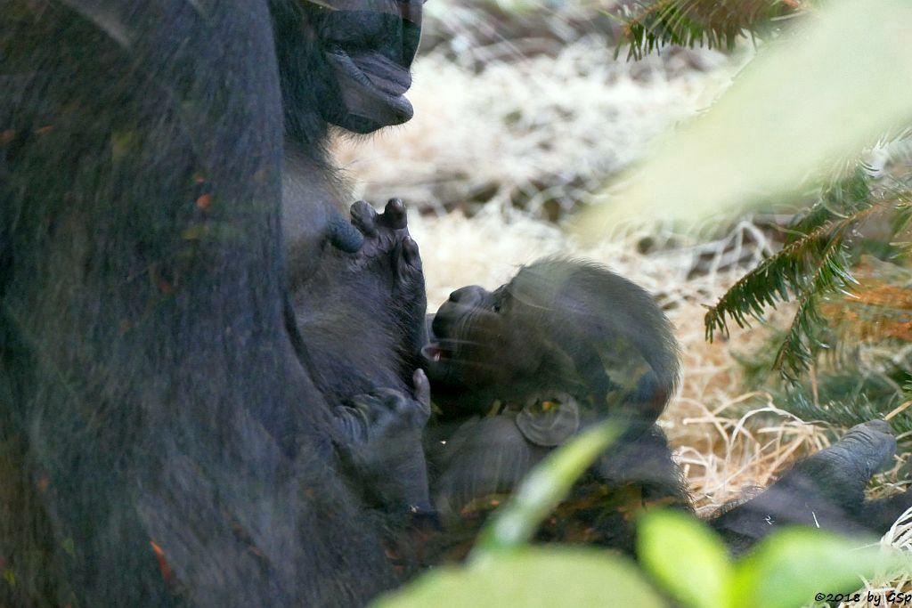 Flachlandgorilla TUANA mit Jungtier, geb. 11.1.18 (2 Wochen alt)