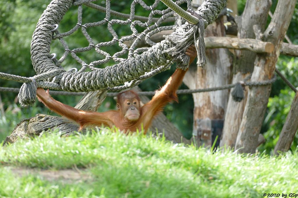 Sumatra-Orang-Utan