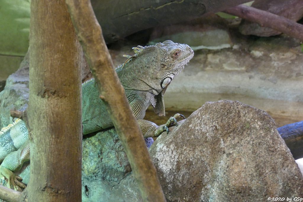 Grüner Leguan