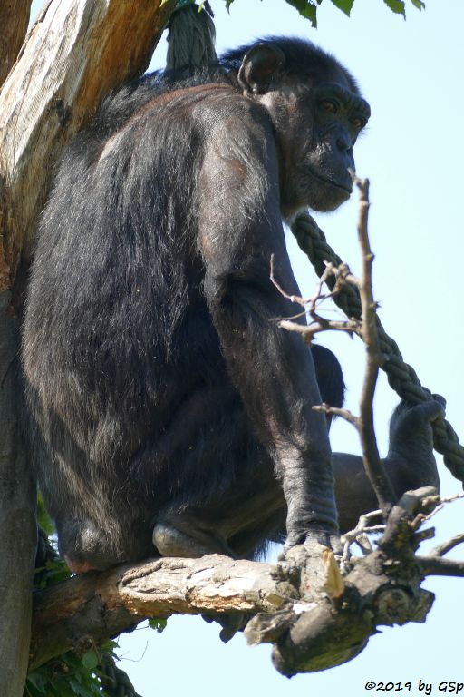 Ostafrikanischer Schimpanse