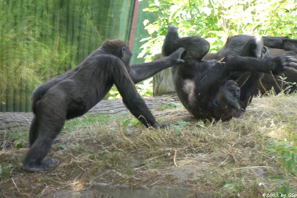 Westlicher Flachlandgorilla