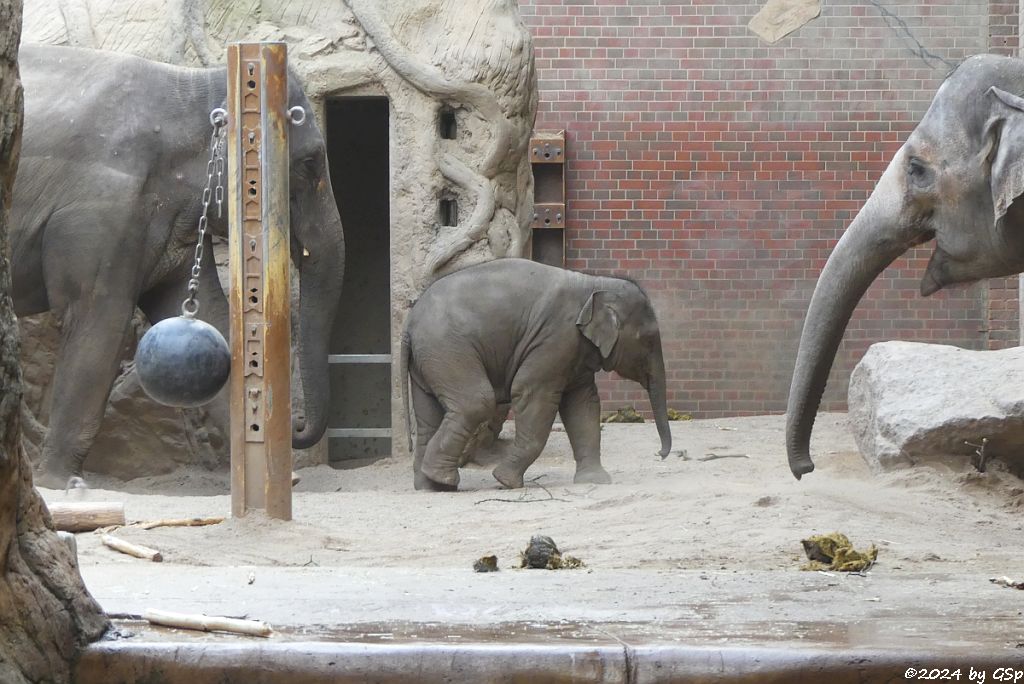 RANI, SAVANI, PANTHA