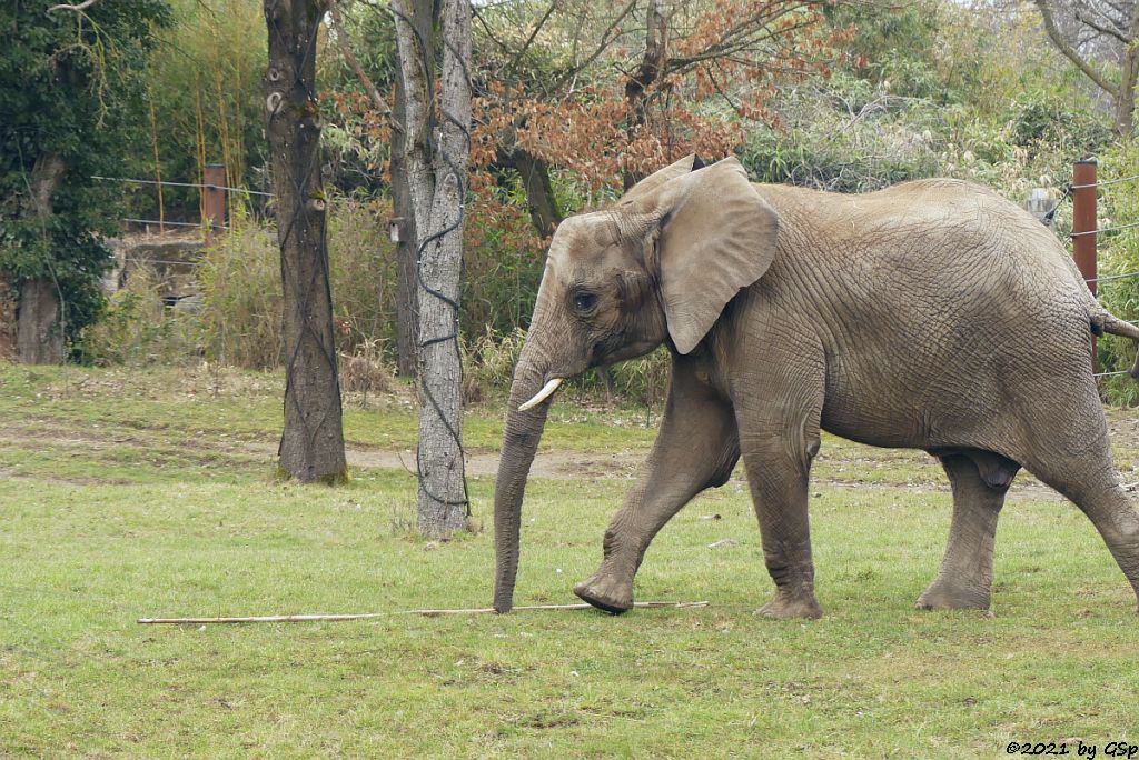 KARIBA